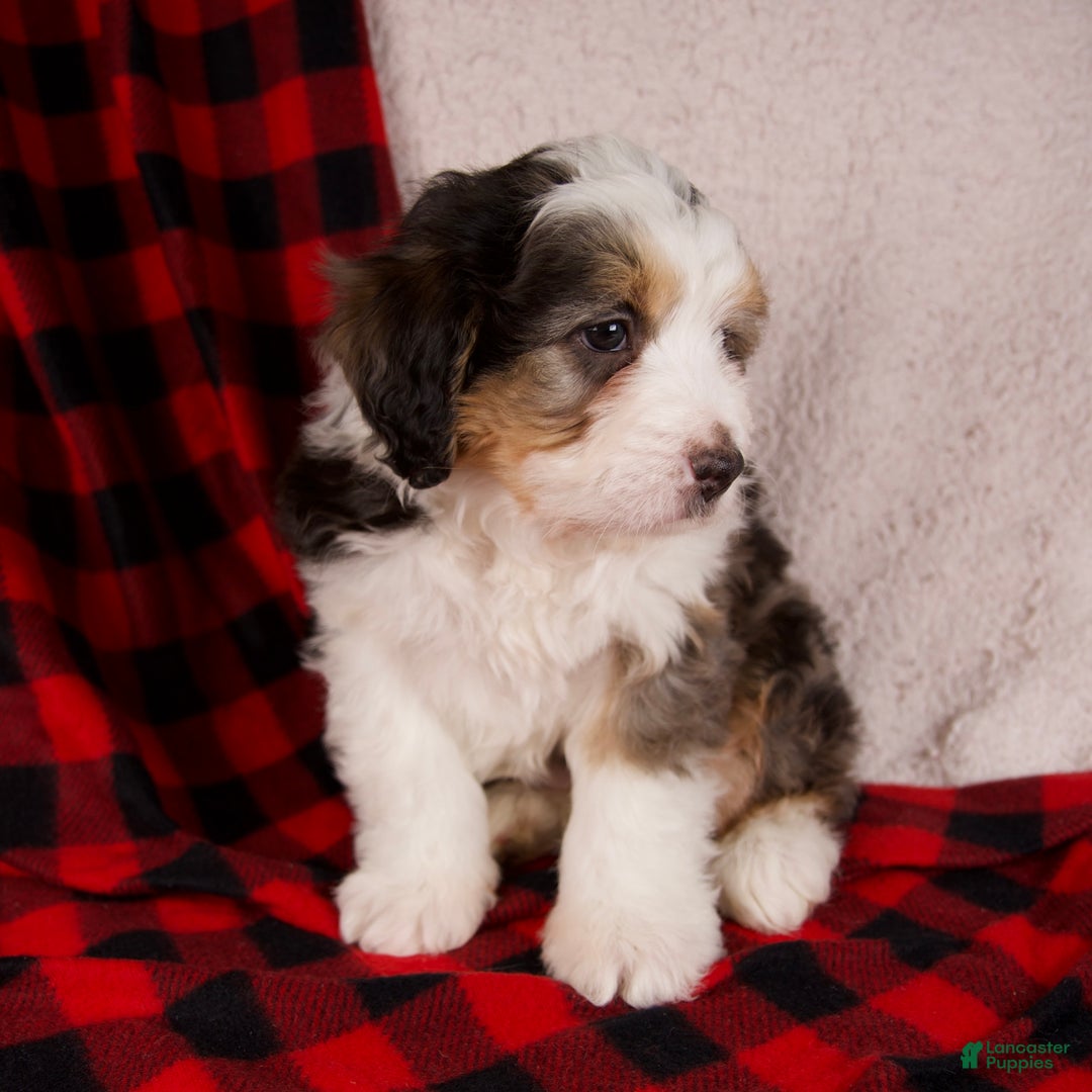 Mini Bernedoodle dogs for sale: Jolly Boy *Potty Training* - Ad 6