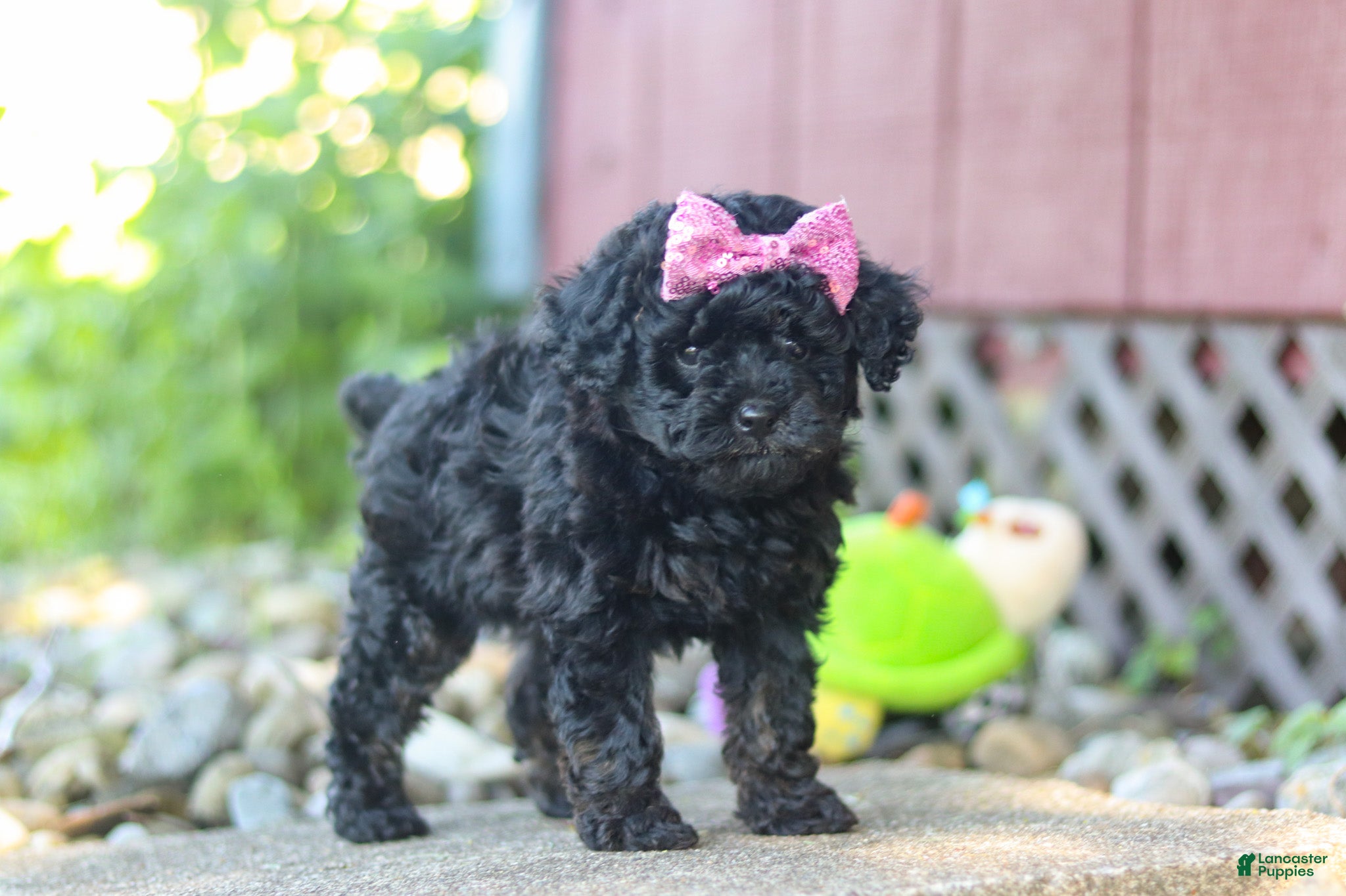 Miniature Poodle dogs for sale: April - Ad 5