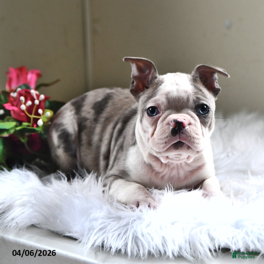 Boston Terrier dogs Denver - Ad 1