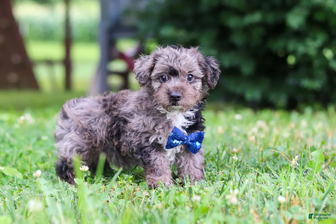 Yorkiepoo dogs for sale: Winston - Ad 1