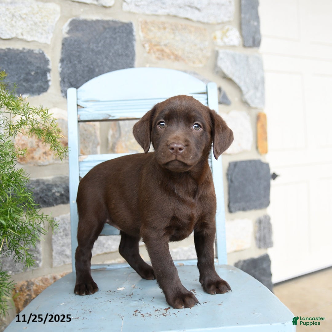 Labrador Retriever dogs for sale: Crouton - Ad 4
