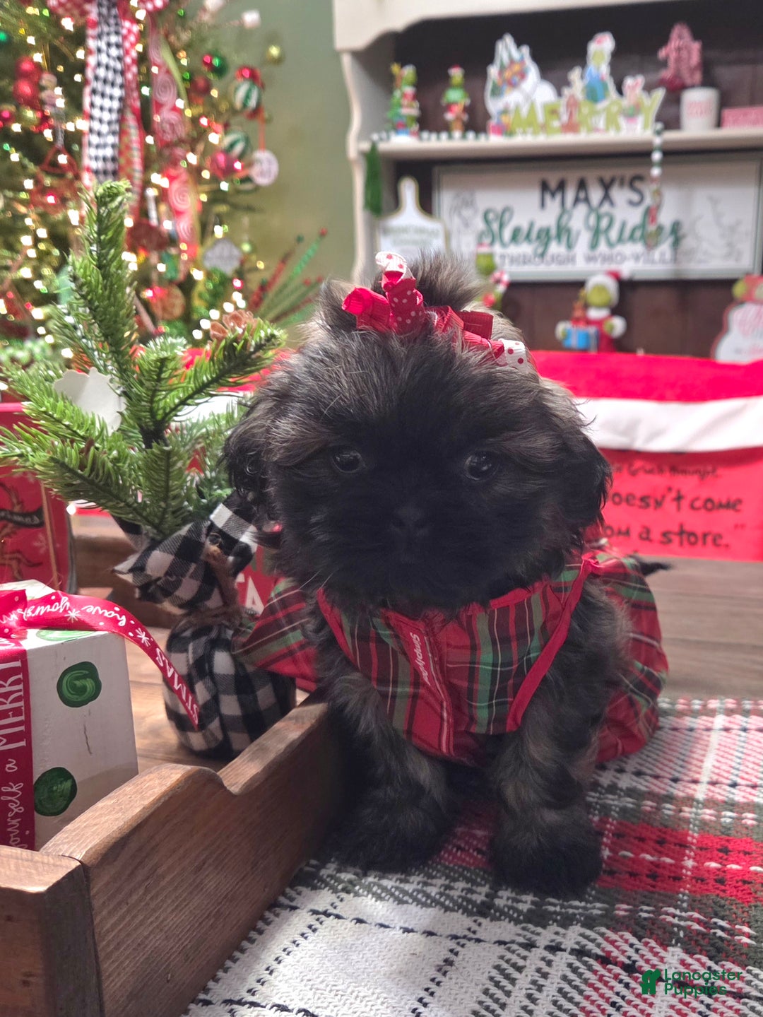 Shih Tzu dogs for sale: MARTHA MAY  - Ad 3