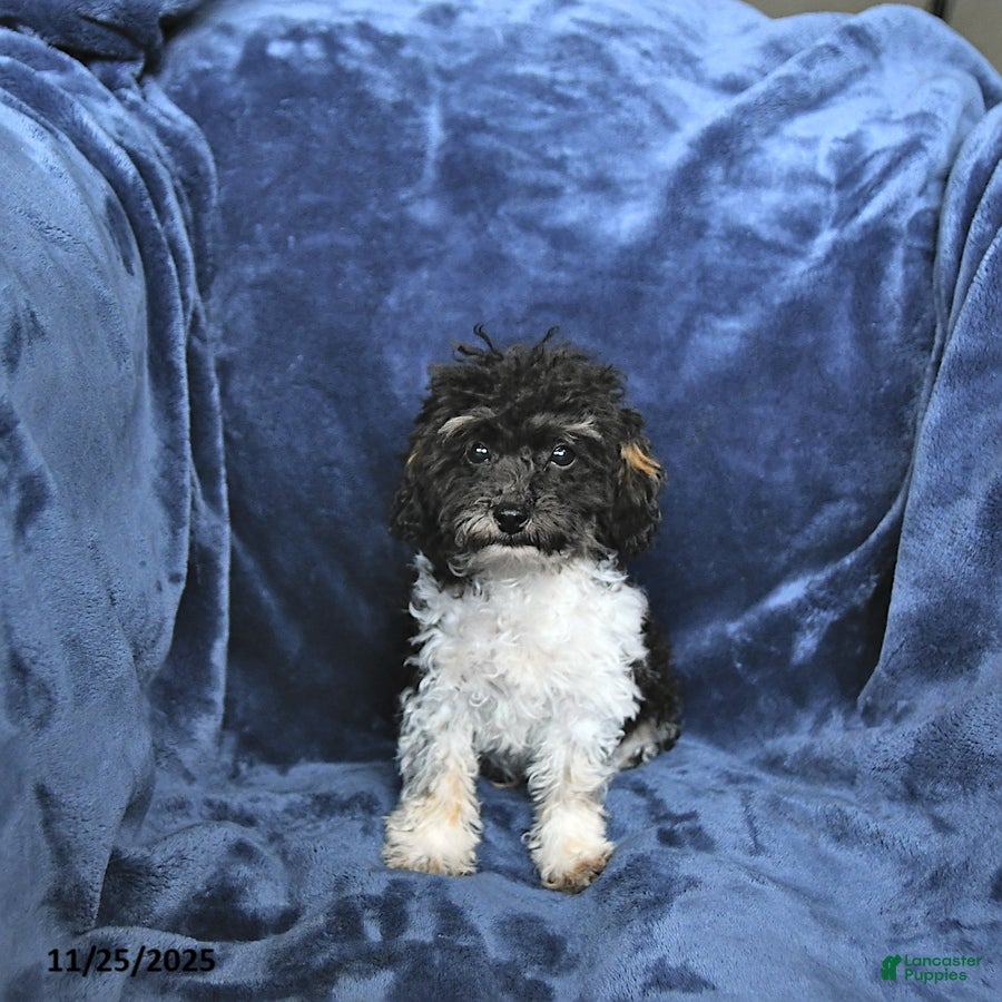 Toy Poodle dogs Kody - Ad 34