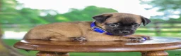 Jug dogs for sale: Zachary Jug Puppy - Ad 4