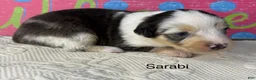 Miniature Australian Shepherd dogs for sale: Sarabi - Ad 1