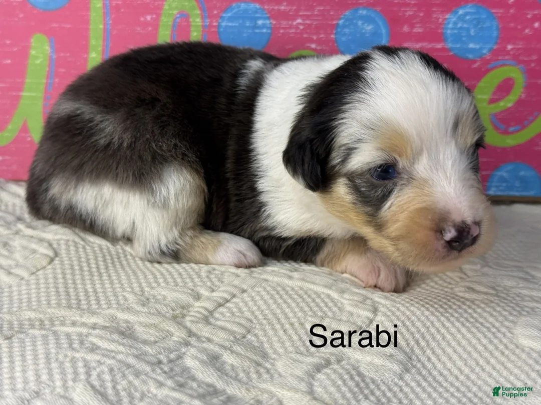 Miniature Australian Shepherd dogs for sale: Sarabi - Ad 1