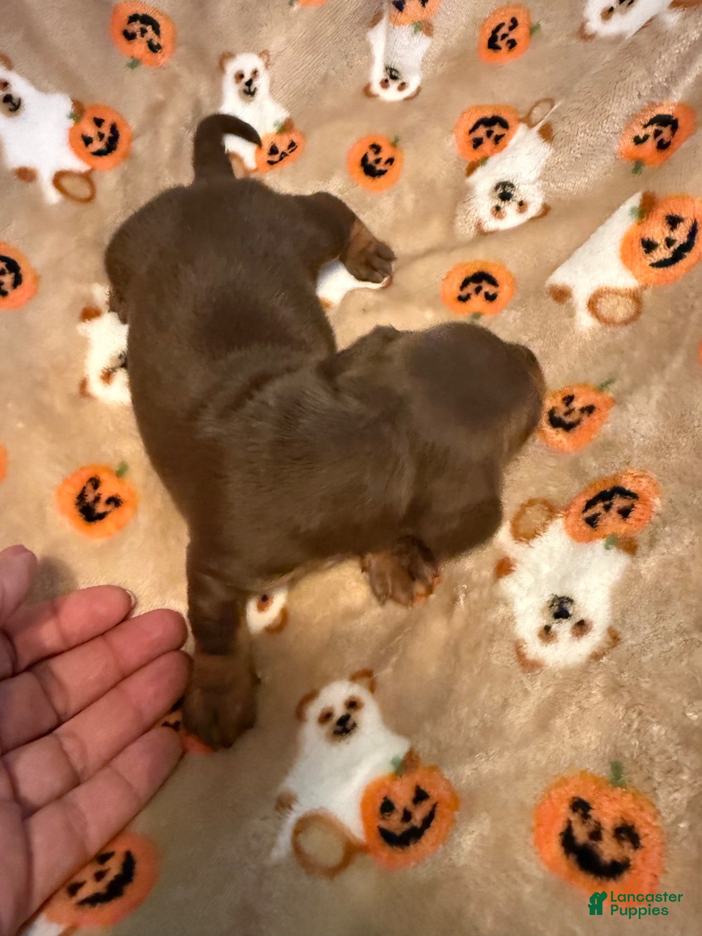 Miniature Dachshund dogs Chocolate and tan shorthair female  - Ad 1