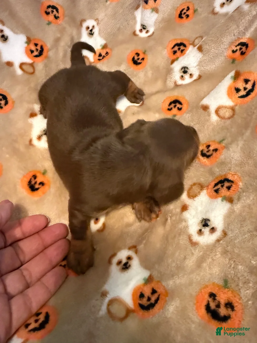Miniature Dachshund dogs for sale: Chocolate and tan shorthair female  - Ad 1