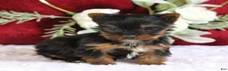 Yorkshire Terrier dogs for sale: Dakota - Ad 4