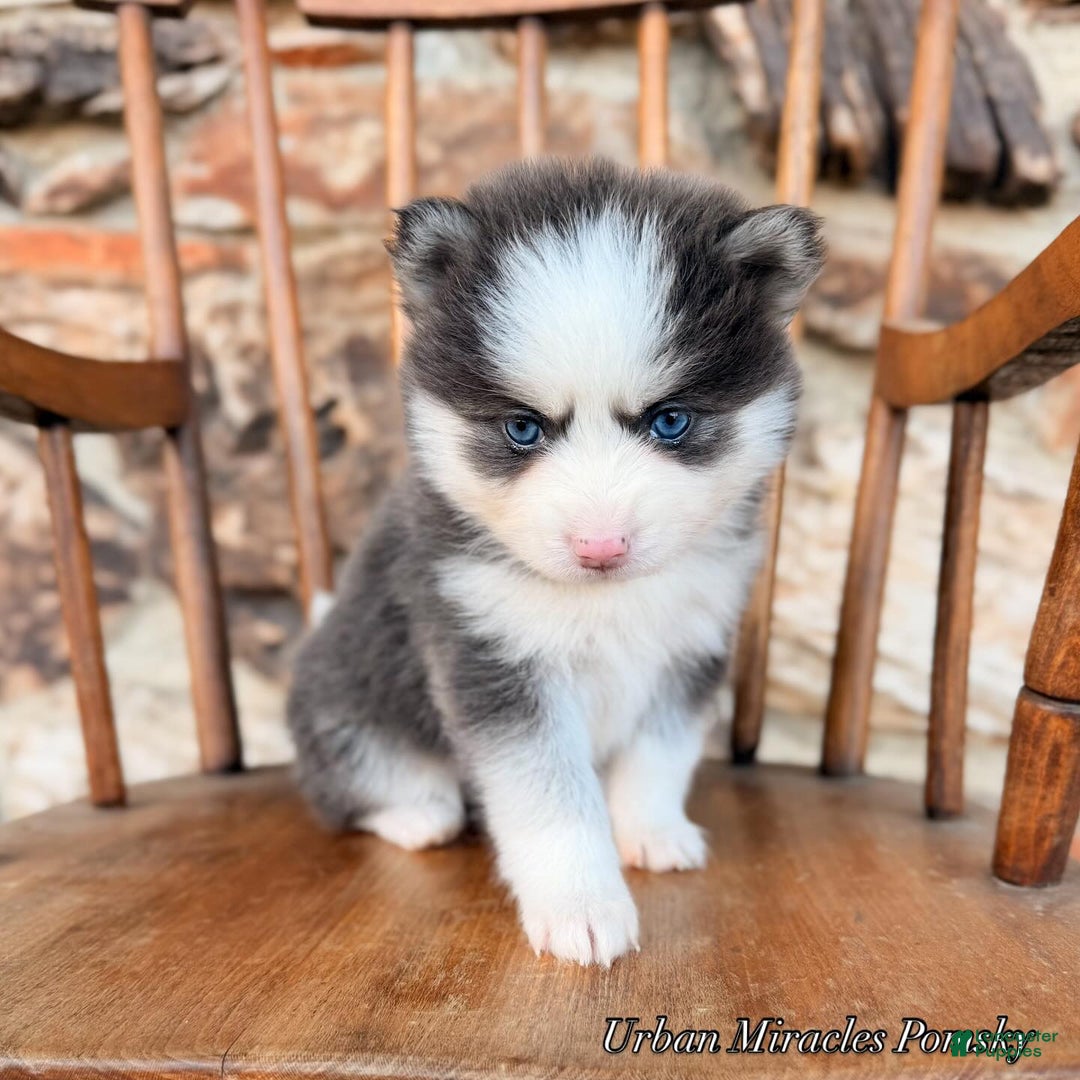 Pomsky dogs for sale: Zara - Ad 3