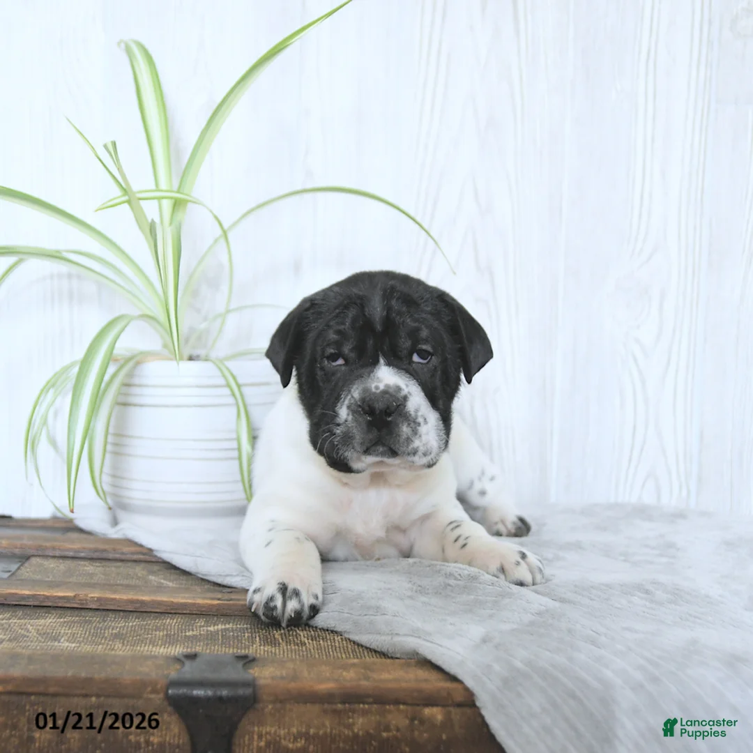 Mini Hippo dogs for sale: Gus - Ad 4