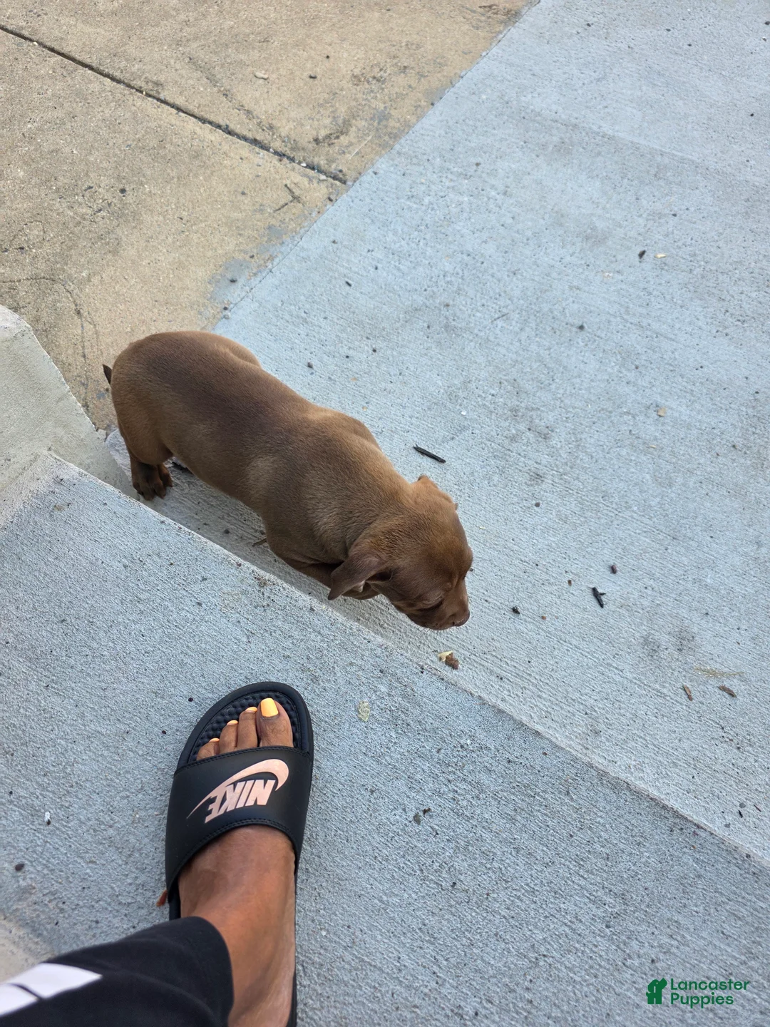 American Bully dogs for sale: American Bully 5 - Ad 1
