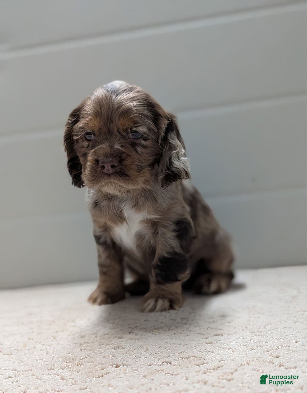 Cocker Spaniel dogs Vito - Ad 26