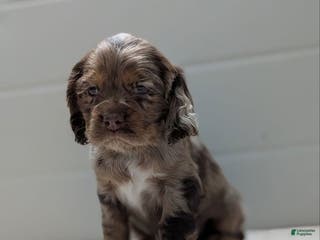 Cocker Spaniel dogs Vito - Ad 26