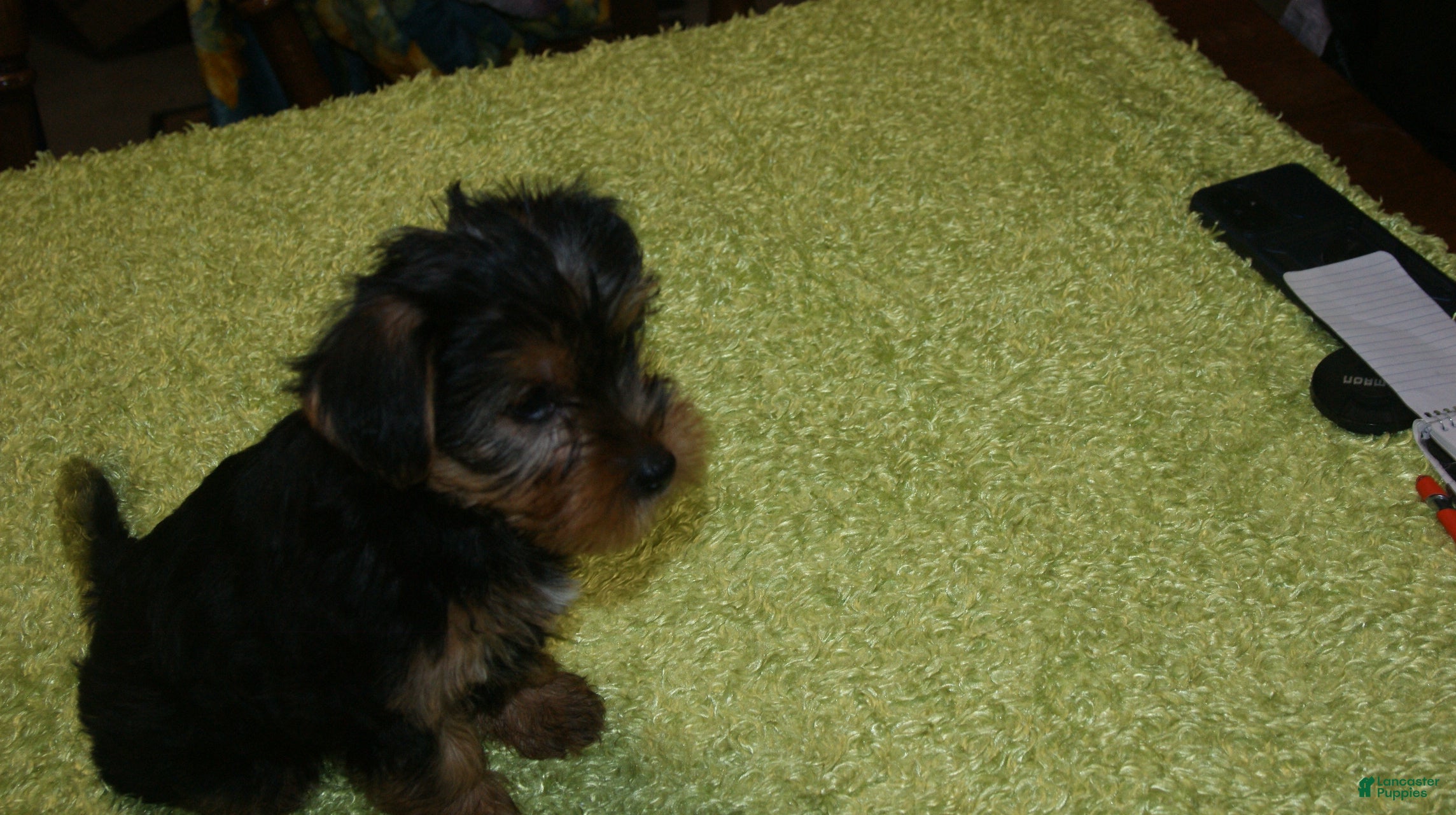 Yorkshire Terrier dogs Tess - Ad 1