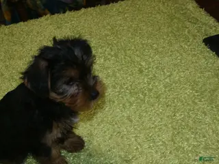 Yorkshire Terrier dogs Tess - Ad 9