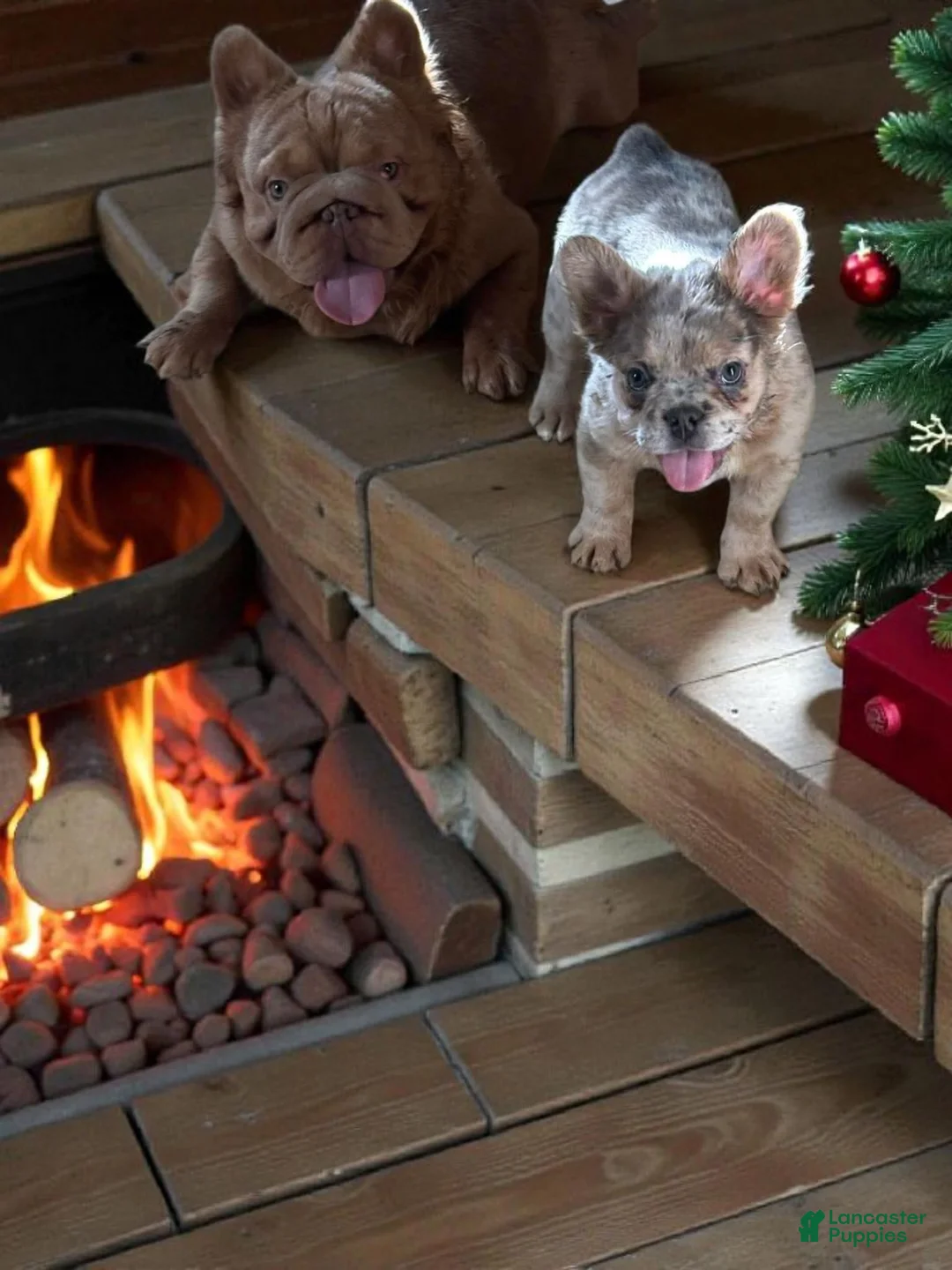 French Bulldog dogs for sale: French Bulldog Puppy  - Ad 2