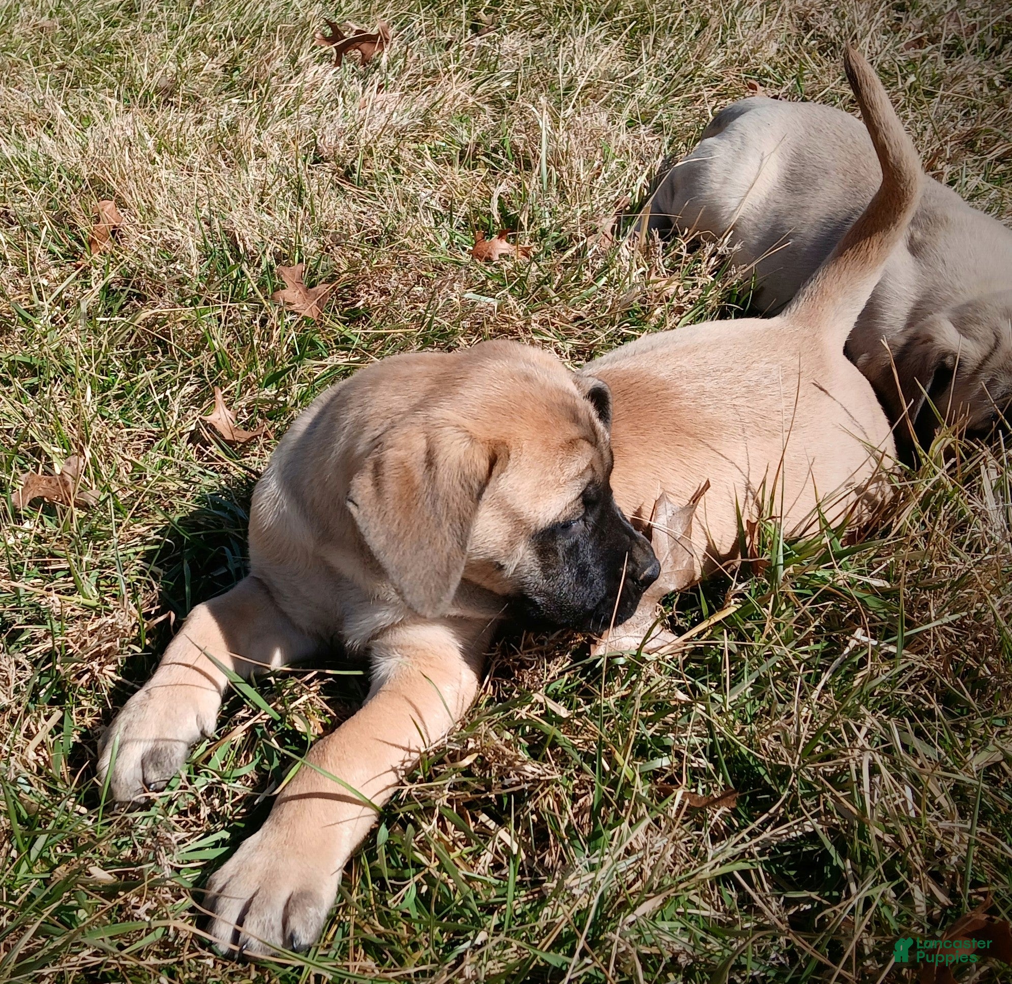 English Mastiff dogs English Mastiff Puppy 2 - Ad 2