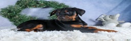 Doberman Pinscher dogs for sale: TUCKER - Ad 9