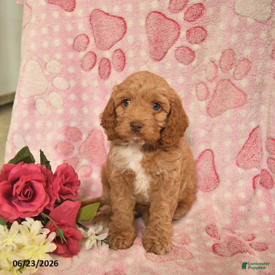 Cockapoo dogs Jazzmine  - Ad 1