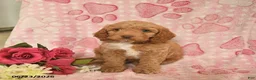 Cockapoo dogs for sale: Jazzmine  - Ad 1