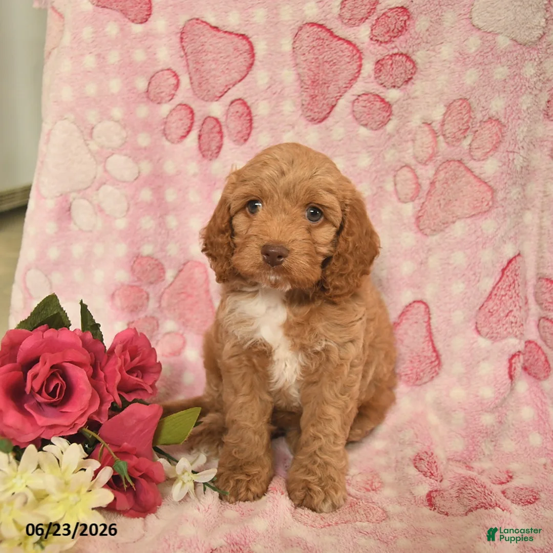 Cockapoo dogs for sale: Jazzmine  - Ad 1