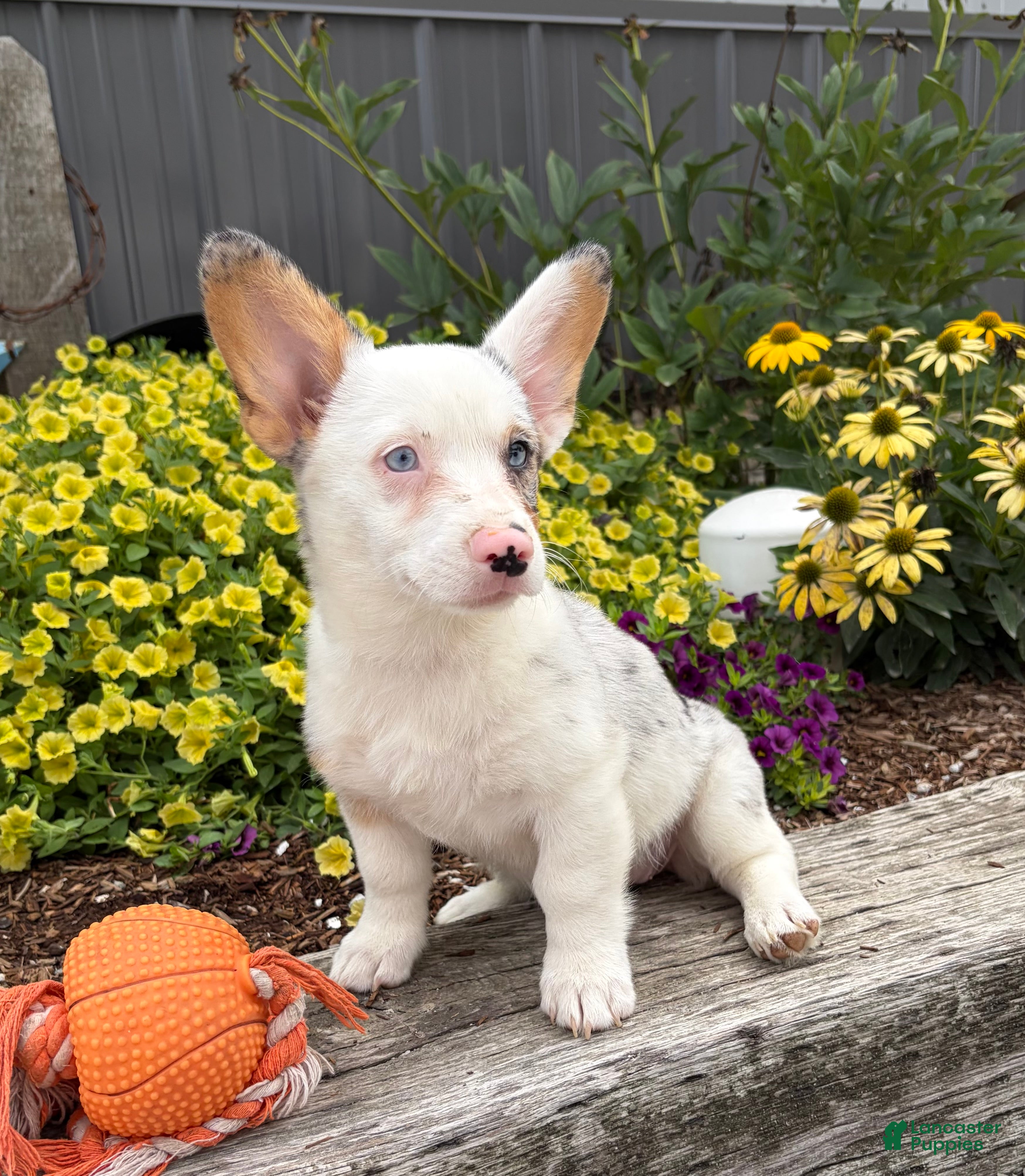 Welsh Corgi Pembroke dogs Naomi - Ad 2