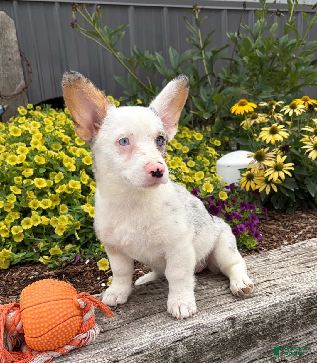 Welsh Corgi Pembroke dogs for sale: Naomi - Ad 2