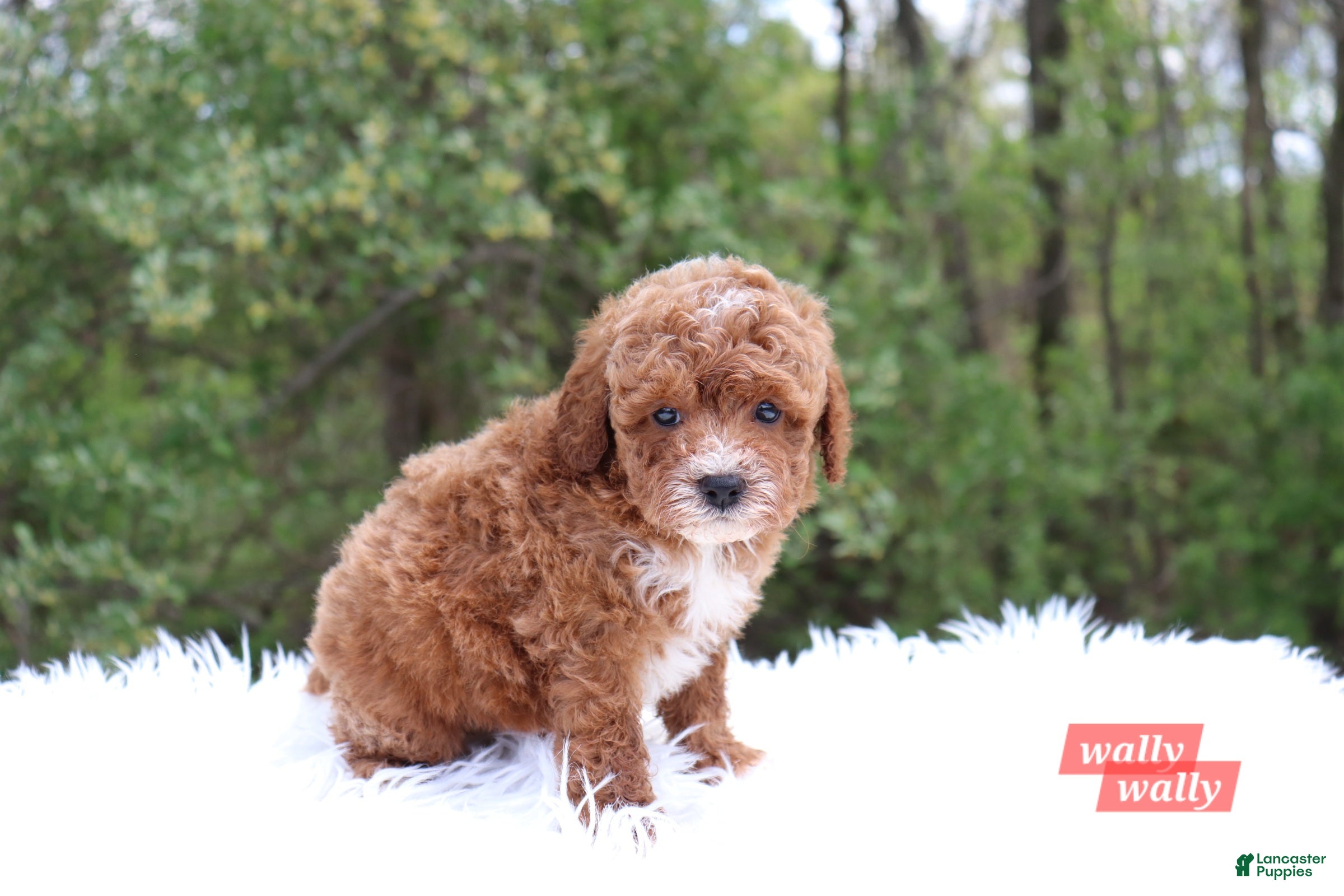 Cavapoo dogs Wally - Ad 3