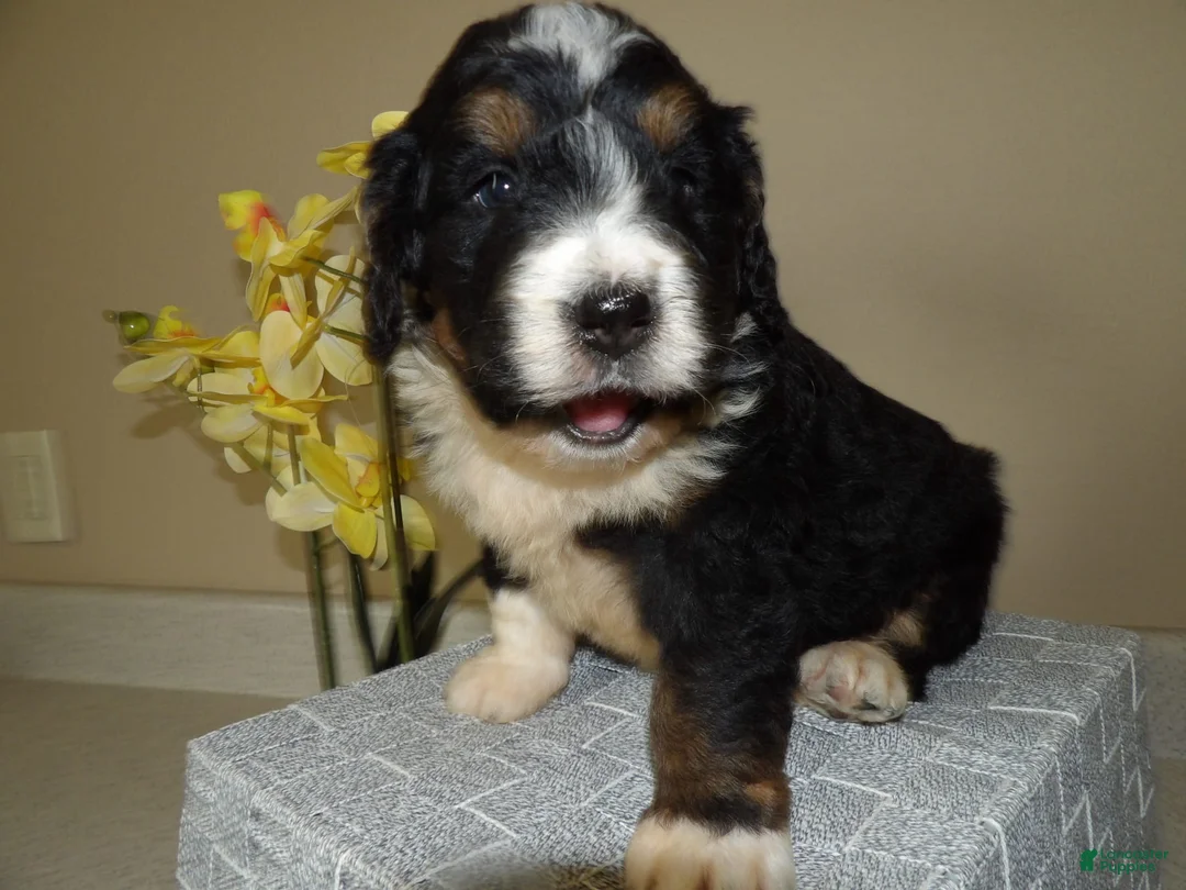 Gallery Image {{count}}