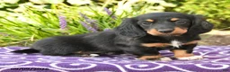 Miniature Dachshund dogs for sale: Odette - Ad 4