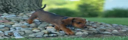 Miniature Dachshund dogs for sale: Hunter 💙🐾 - Ad 16