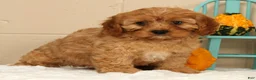 Cavapoo dogs for sale: Amber - Ad 4