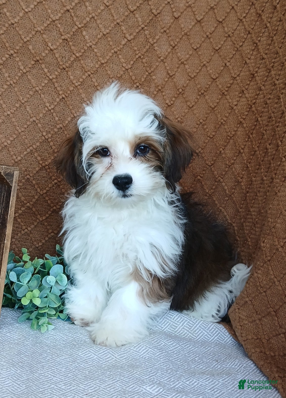 Havanese dogs Parker  - Ad 2