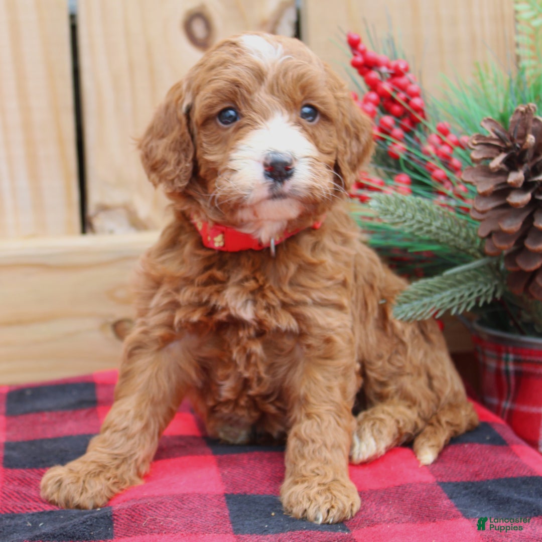 Irish Doodle dogs for sale: Emmylou - Mini - Ad 1