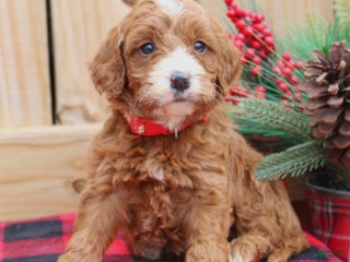 Irish Doodle dogs Emmylou - Mini - Ad 4