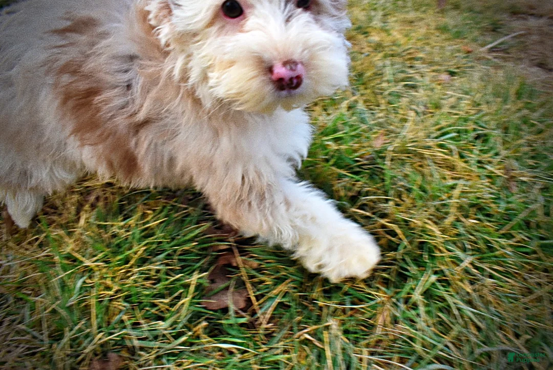 Havapoo dogs for sale: Wiggles - Ad 8