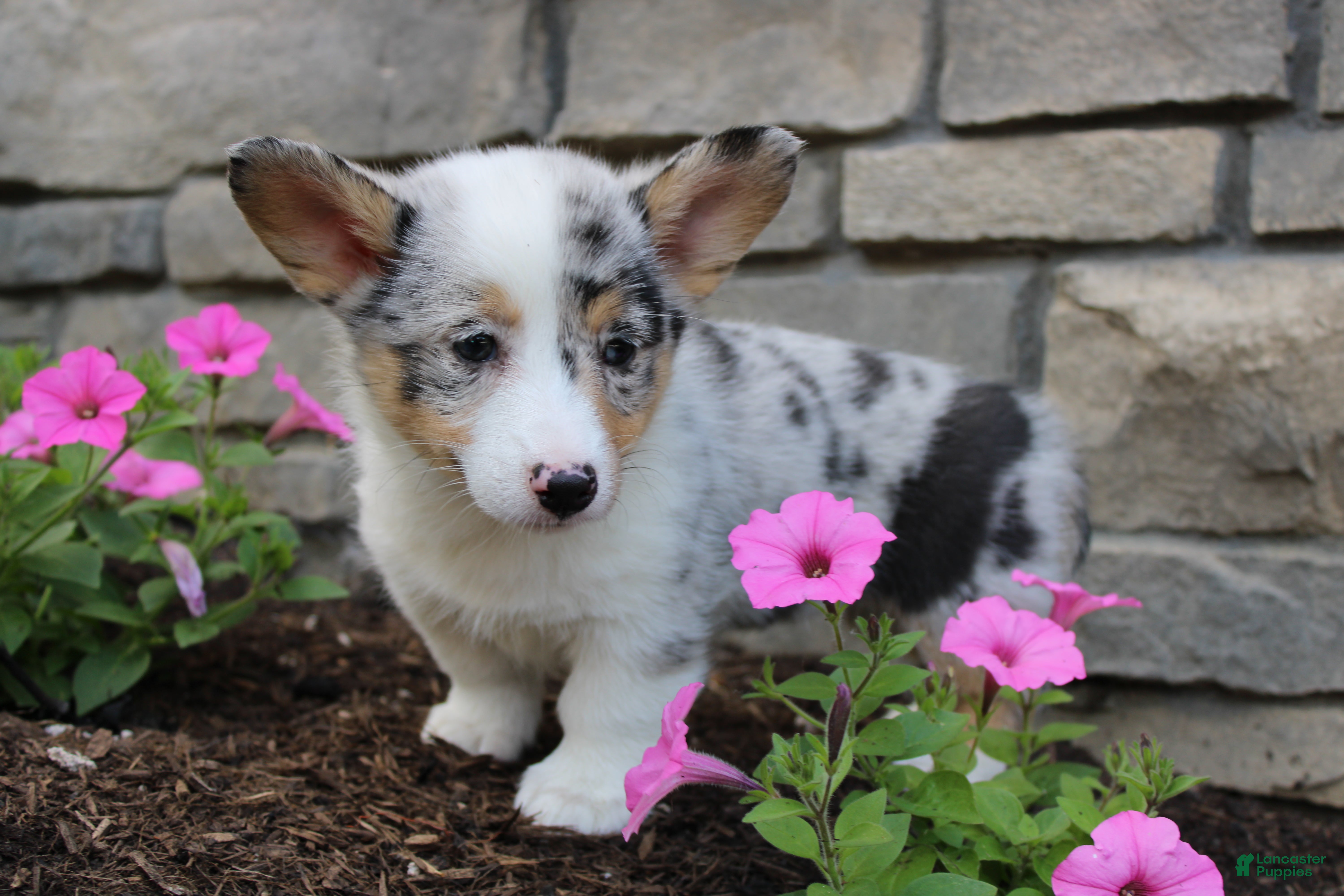 Welsh Corgi Pembroke dogs Daisy - Ad 2
