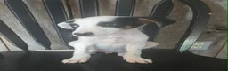 Mixed Breed dogs for sale: Forge - Ad 3