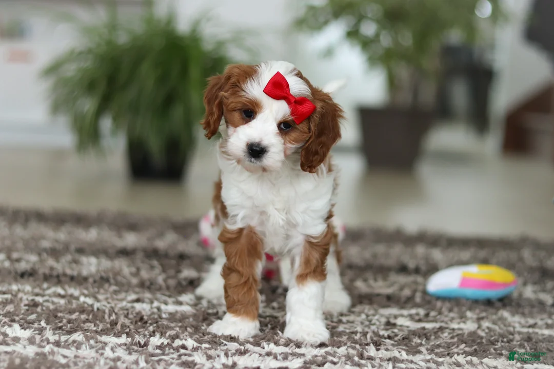 Cavapoo dogs for sale: Princess - Ad 8