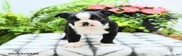 Boston Terrier dogs for sale: Lana  - Ad 3