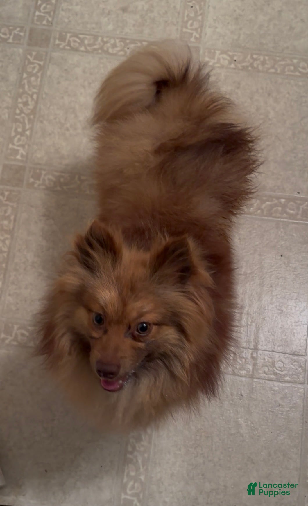Pomeranian dogs for sale: Ocscar  - Ad 3