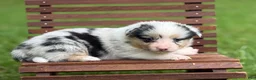 Mixed Breed dogs for sale: Full Tail Girl - Ad 1