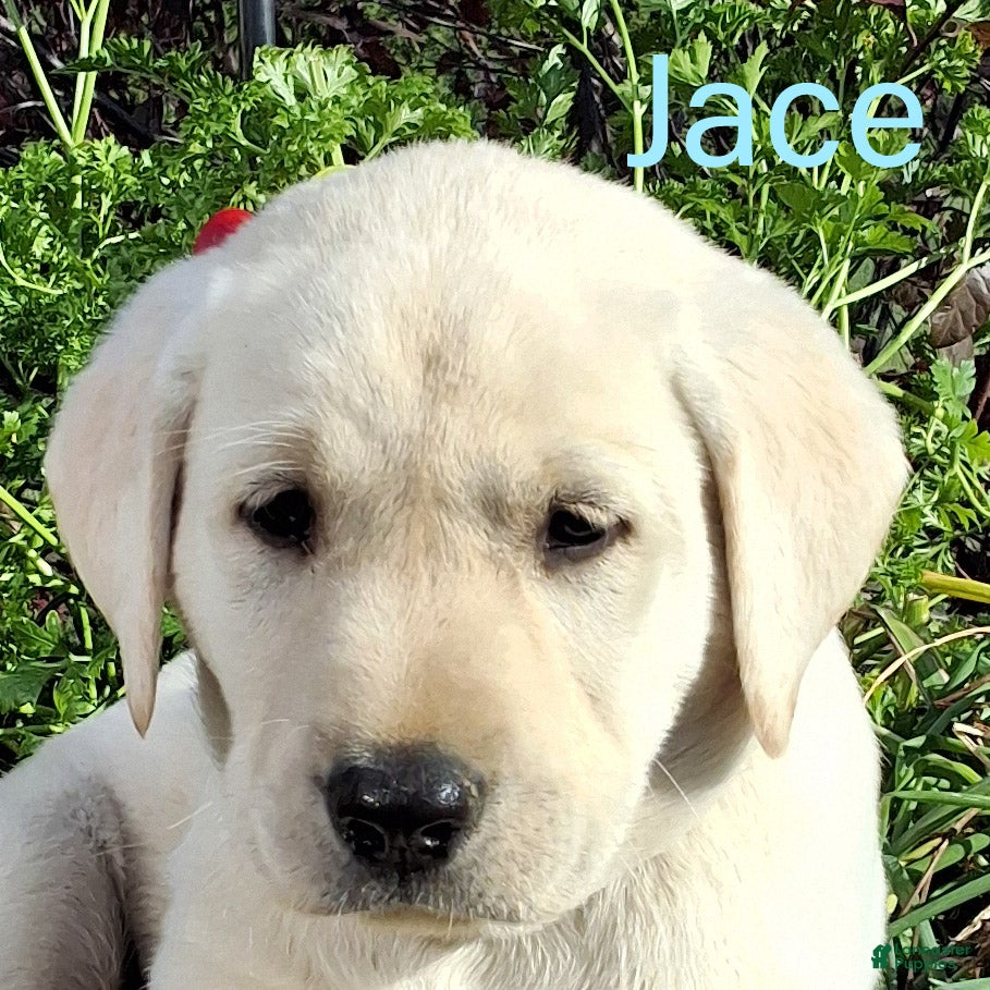 Labrador Retriever dogs for sale: Jace Labrador Retriever 1 - Ad 1