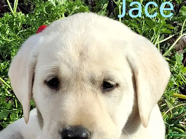 Labrador Retriever dogs for sale: Jace Labrador Retriever 1 - Ad 1