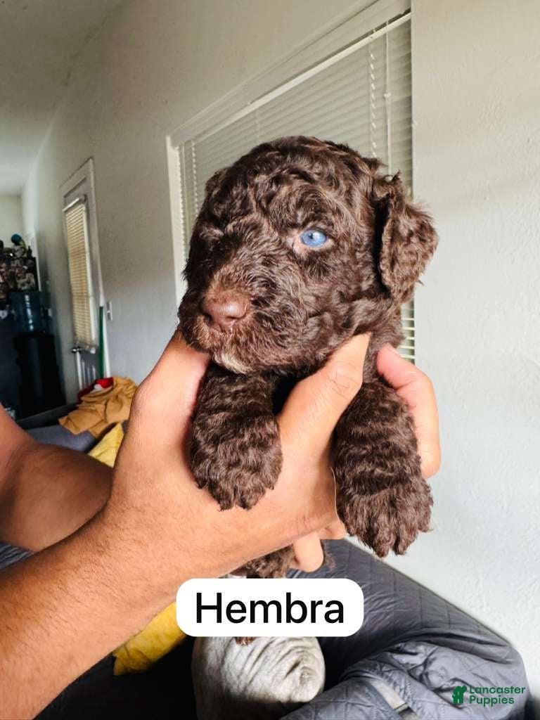 Standard Poodle dogs Standard Poodle Puppy 4 - Ad 33