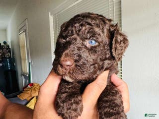 Standard Poodle dogs Standard Poodle Puppy 4 - Ad 24