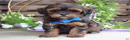 Shihpoo dogs for sale: Sterling  - Ad 1
