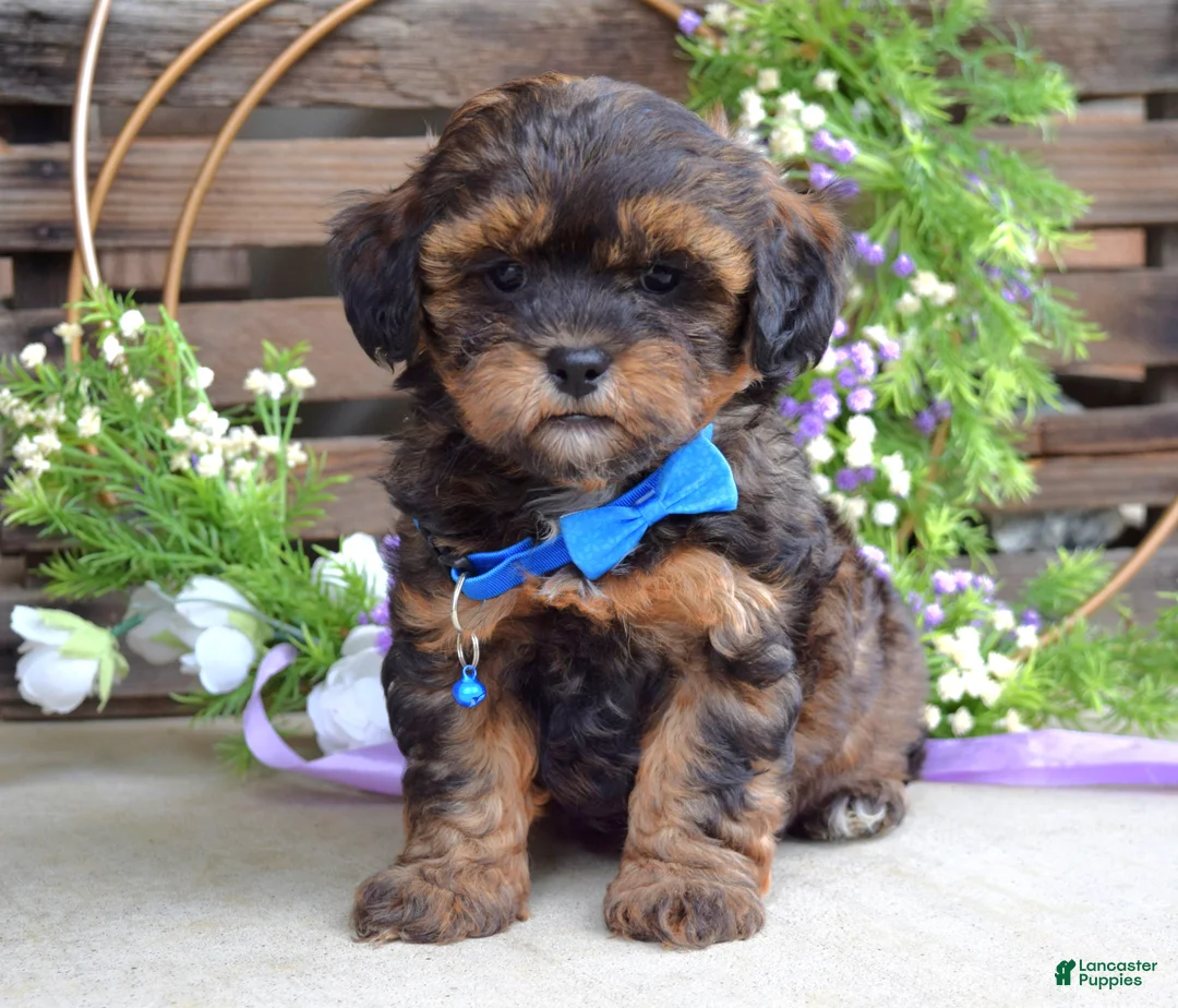 Shihpoo dogs for sale: Sterling  - Ad 1