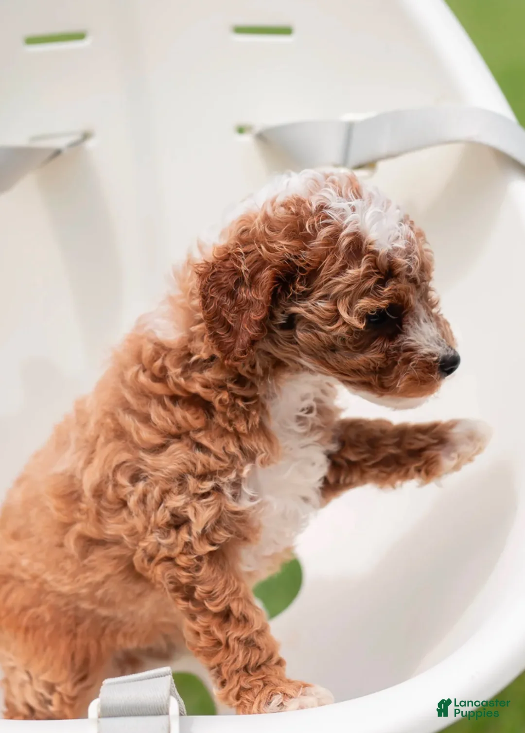 Toy Poodle dogs for sale: Pudgy - Ad 4